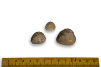 F 09987
<br/>
<br/>
<em></em>